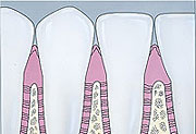 Cross Section Healthy gums